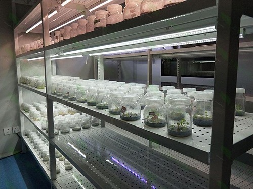 潮南植物组织培养实验室设计建设方案